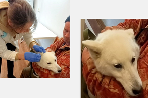 В Кировской области ветеринары помогли собаке-сладкоежке