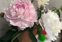 Продлеваем жизнь цветам на месяц: понадобится одна таблетка в вазу или сахар